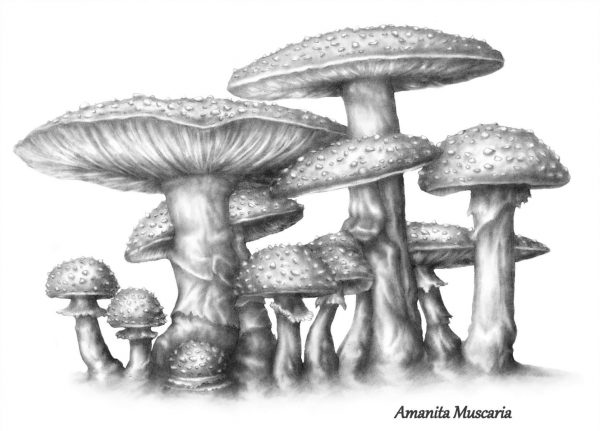 Amanita-MuscariaBWP1-scaled