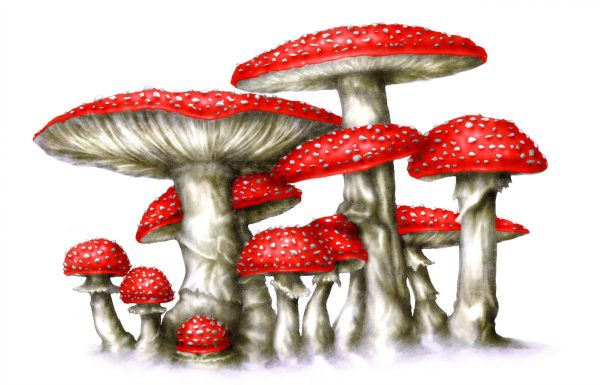 Amanita-MuscariaCP1-scaled