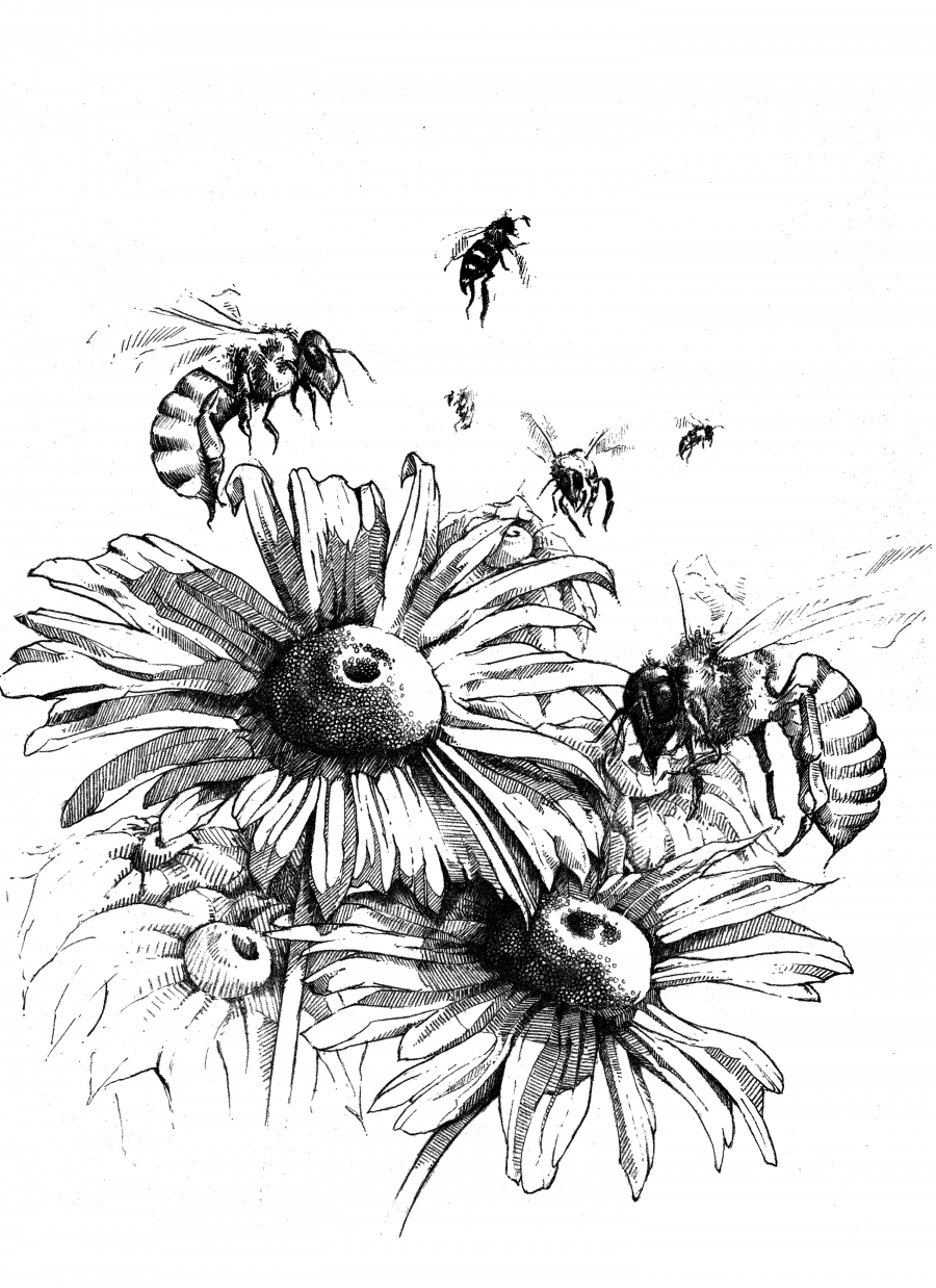 Bees-and-Flowers