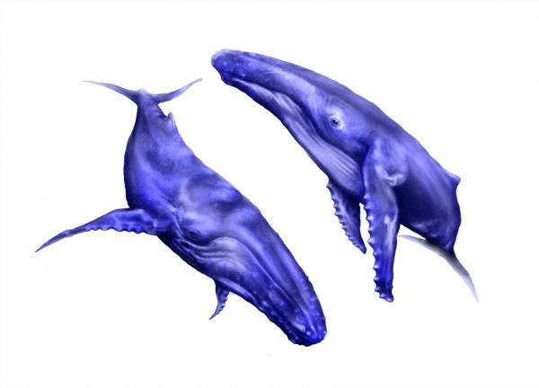 Blue-WhalesP1-scaled