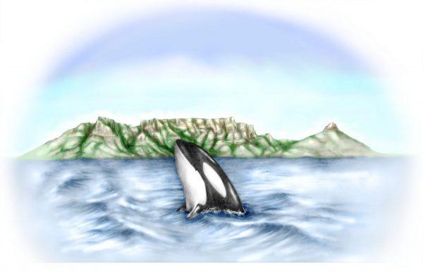 OrcaCTcolourP1-scaled