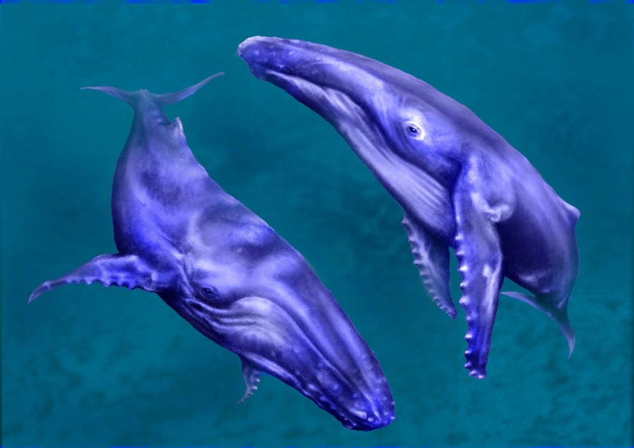 Whales-Full-Image-scaled