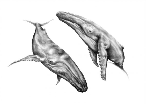 whales-12003000-scaled